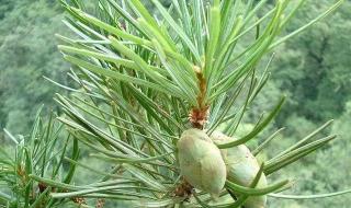 植物活化石属于 植物活化石有哪些