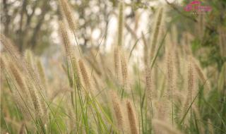 芳草萋萋鹦鹉洲赏析化用 芳草萋萋鹦鹉洲全诗