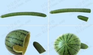 怎样手工制作乌龟面具 怎么做手工小乌龟