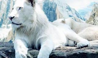 真有白毛狮子吗 世界上最稀有的狮子