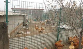 酷家乐怎么做护栏网 养殖场围栏网厂家