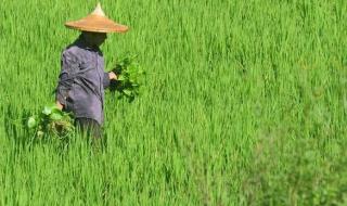 2022年晚立秋热死牛