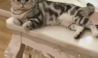 华卿最好的画室是什么画室 朱传奇画室