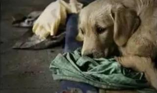 狗狗老是白天睡觉,晚上就很精神,怎么办好呢 白天是狗晚上是丈夫